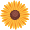 Ikona Slunečnice