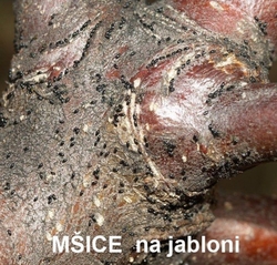 Mšice na jabloni