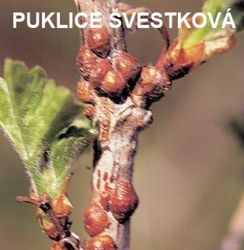 Puklice švestková