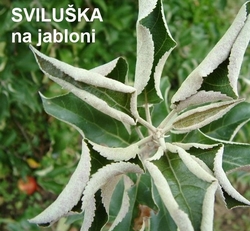 Sviluška na jabloní