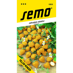 Jahodník měsíční Yellow Wonder Jahodník měsíční Yellow Wonder