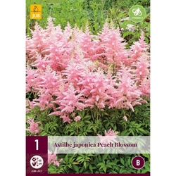 Astilbe JAPONICA PEACH BLOSSOM - 1 cibule