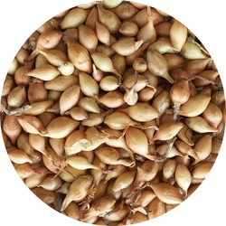 Sazečka - Všetana 0,25 kg