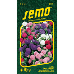Astra čínská Colour Carpet směs