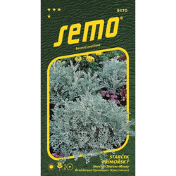 Starček přímořský Silverdust Starček přímořský Silverdust