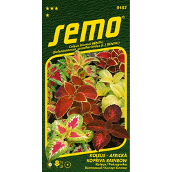 Koleus (Africká kopřiva) Rainbow Mixture