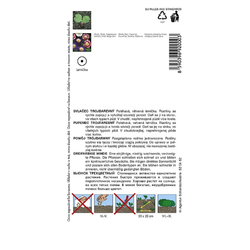 Svlačec trojbarevný směs Svlačec trojbarevný směs