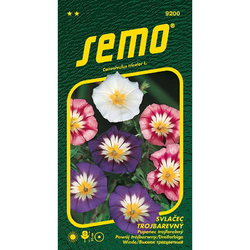 Svlačec trojbarevný směs Svlačec trojbarevný směs