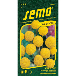 Kraspédie Billy Buttons Kraspédie Billy Buttons