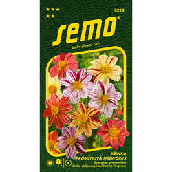 Jiřinka proměnlivá Fireworks