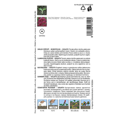 Smilek růžový (nesmrtelka) Goliath Smilek růžový (nesmrtelka) Goliath