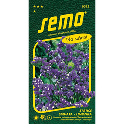 Statice sinuata (limonka) Kampfs Blue (Dark Blue)