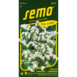 Statice sinuata (limonka) White