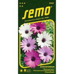 Osteospermum Balade mix Osteospermum Balade mix