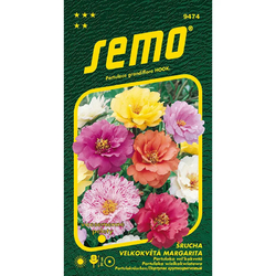 Šrucha velkokvětá Margarita Mix