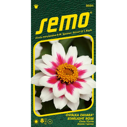 Ostálka Zahara Starlight Rose