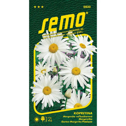 Kopretina bílá - Shasta Daisy