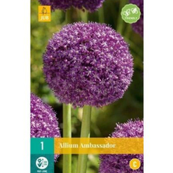 Allium Ambassador - 1 ks Allium Ambassador - 1 ks