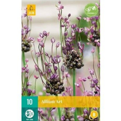 Allium  Art - 10 ks Allium  Art - 10 ks