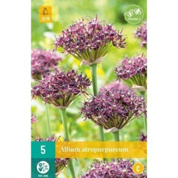 Allium Atropurpureum - 5 ks Allium Atropurpureum - 5 ks