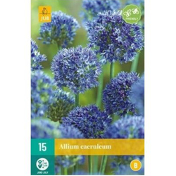Allium Caeruleum - 15 ks Allium Caeruleum - 15 ks
