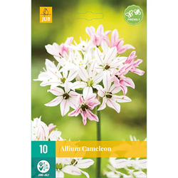 Allium Cameleon - 10 ks Allium Cameleon - 10 ks