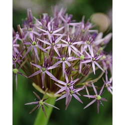Allium Christophii - 3 ks