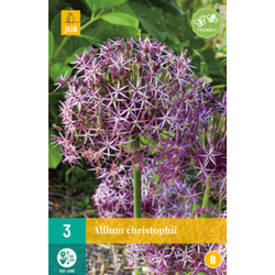 Allium Christophii - 3 ks