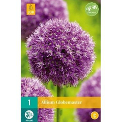 Allium Globemaster - 1 ks Allium Globemaster - 1 ks