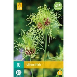Allium Hair - 10 ks Allium Hair - 10 ks