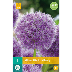 Allium His Excellency - 1 ks Allium His Excellency - 1 ks