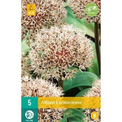 Allium Karataviense - 5 ks Allium Karataviense - 5 ks