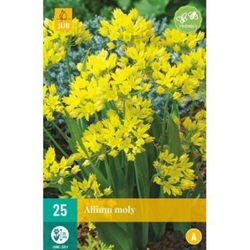 Allium Moly - 25 ks Allium Moly - 25 ks