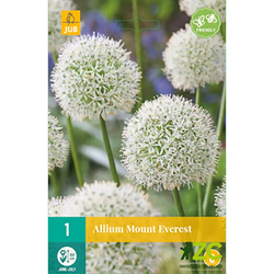 Allium Mount Everest - 1 ks Allium Mount Everest - 1 ks