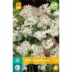 Allium Neapolitanum - 25 ks Allium Neapolitanum - 25 ks