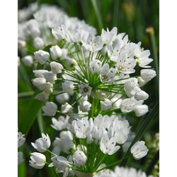 Taška - Mix pro hmyz - Caramel Friends - Allium Neapolitanum