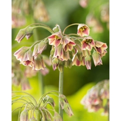 Allium Nectaroscordum Siculum - 5 ks Allium Nectaroscordum Siculum - 5 ks