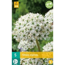 Allium Nigrum - 5 ks Allium Nigrum - 5 ks