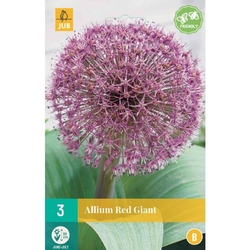 Allium Red Giant - 3 ks Allium Red Giant - 3 ks