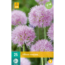 Allium Roseum - 25 ks Allium Roseum - 25 ks