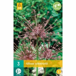 Allium Schubertii - 3 ks Allium Schubertii - 3 ks