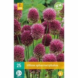 Allium Sphaerocephalon - 25 ks