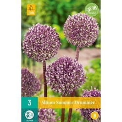 Allium Summer Drummer - 3 ks Allium Summer Drummer - 3 ks