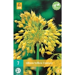 Allium Yellow Fantasy - 7 ks Allium Yellow Fantasy - 7 ks