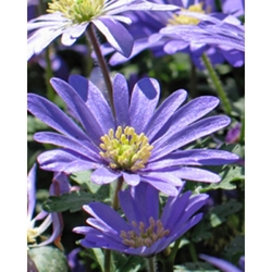 Taška - Mix pro včely – Happy bee - Sasanka Anemone Blanda Blue Shades