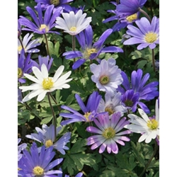 Taška - Bulb Garden Mix - Anemone Blanda mix