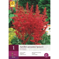 Astilbe ARENDSII SPINELL - 1 cibule