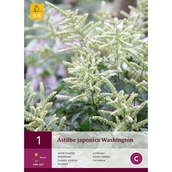 Astilbe JAPONICA WASHINGTON - 1 cibule