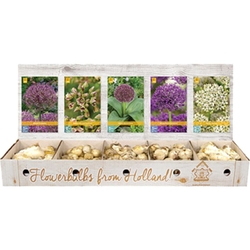 Box - Česnek Allium Large (250 cibulí) Box - Česnek Allium Large (250 cibulí)