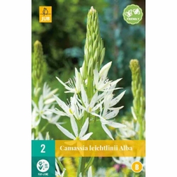 Camassia Leichtlinii Alba - 2 ks